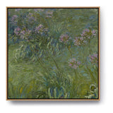 Agapanthus - FLOATING FRAME