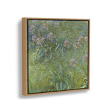 Agapanthus - FLOATING FRAME