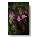Pink Lotus, Pink Watter Lily - Wall Canvas