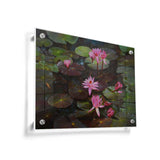 Lotus Flowers - Acrylic Wall Photo