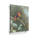 Painting Of Bird - Acrylic Wall Photo