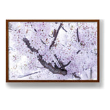 Cherry Blossom Trees - Framed Canvas