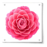 Pink Camellia Flower - Acrylic Wall Photo