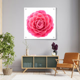 Pink Camellia Flower - Acrylic Wall Photo