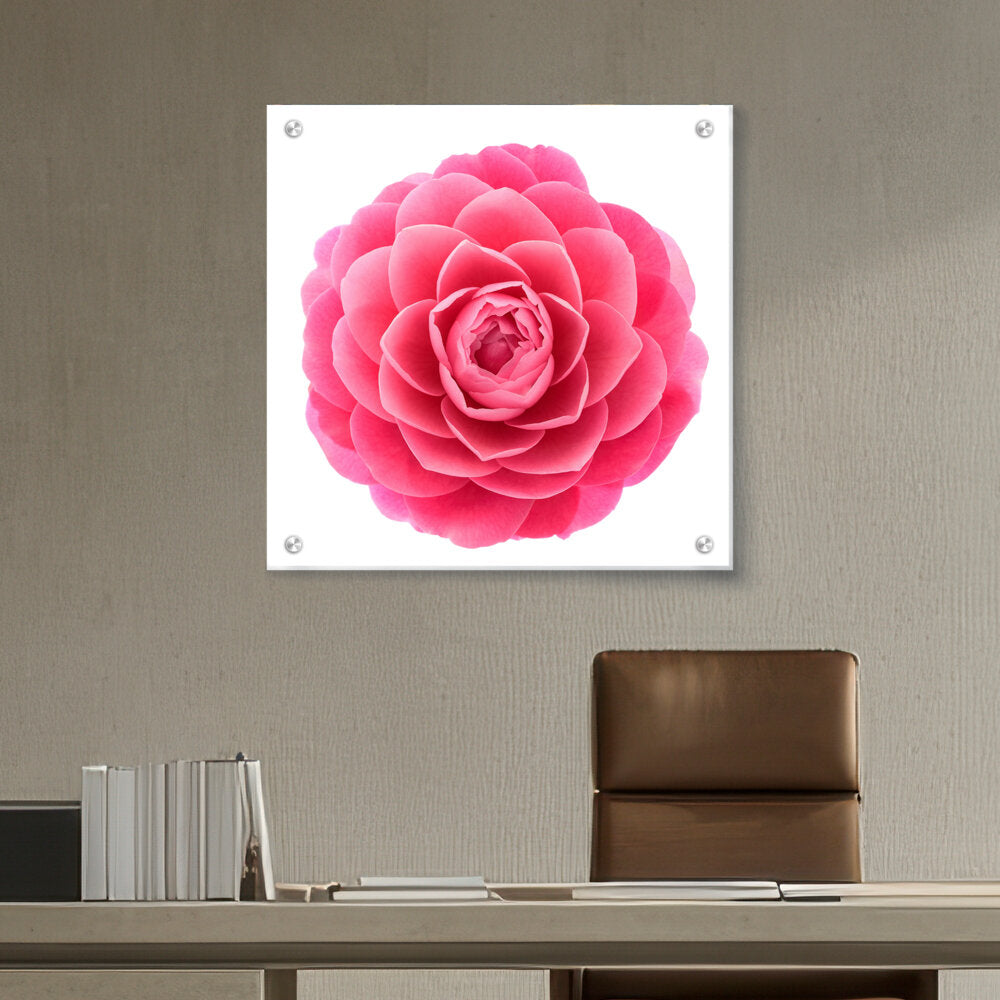 Picasoul - Artist - Pink Camellia Flower - Acrylic Wall Photo