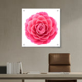 Picasoul - Artist - Pink Camellia Flower - Acrylic Wall Photo