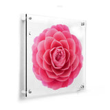 Pink Camellia Flower - Acrylic Wall Photo