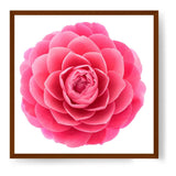 Pink Camellia Flower - Framed Canvas