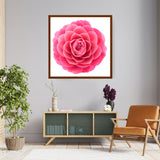 Pink Camellia Flower - Framed Canvas