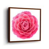 Pink Camellia Flower - Framed Canvas