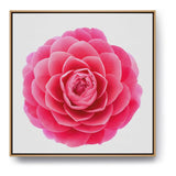 Pink Camellia Flower - FLOATING FRAME