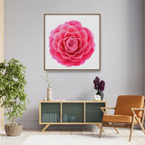 Pink Camellia Flower - FLOATING FRAME