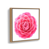 Pink Camellia Flower - FLOATING FRAME