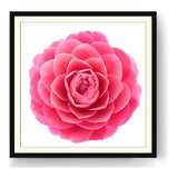 Pink Camellia Flower - WALL MOUNT FRAME