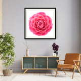 Pink Camellia Flower - WALL MOUNT FRAME