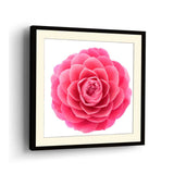 Pink Camellia Flower - WALL MOUNT FRAME