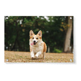 Cute Welsh Corgi Dog - Acrylic Wall Photo