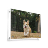 Cute Welsh Corgi Dog - Acrylic Wall Photo