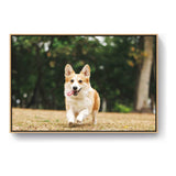 Cute Welsh Corgi Dog - FLOATING FRAME