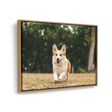 Cute Welsh Corgi Dog - FLOATING FRAME