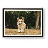 Cute Welsh Corgi Dog - WALL MOUNT FRAME