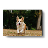 Cute Welsh Corgi Dog - Wall Canvas