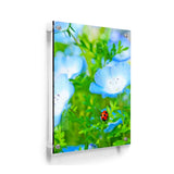 Red And Black Ladybug - Acrylic Wall Photo