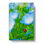 Red And Black Ladybug - Wall Canvas