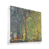 Weeping Willow - Acrylic Wall Photo