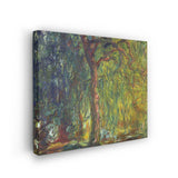 Weeping Willow - Wall Canvas