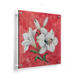White Lily - Acrylic Wall Photo