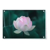 Artist5 - Art - Beautiful Lotus - Acrylic Wall Photo