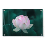 Artist5 - Art - Beautiful Lotus - Acrylic Wall Photo