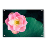 Artist5 - Art - Pink Lotus Has Bloomed - Acrylic Wall Photo