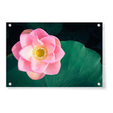 Artist5 - Art - Pink Lotus Has Bloomed - Acrylic Wall Photo