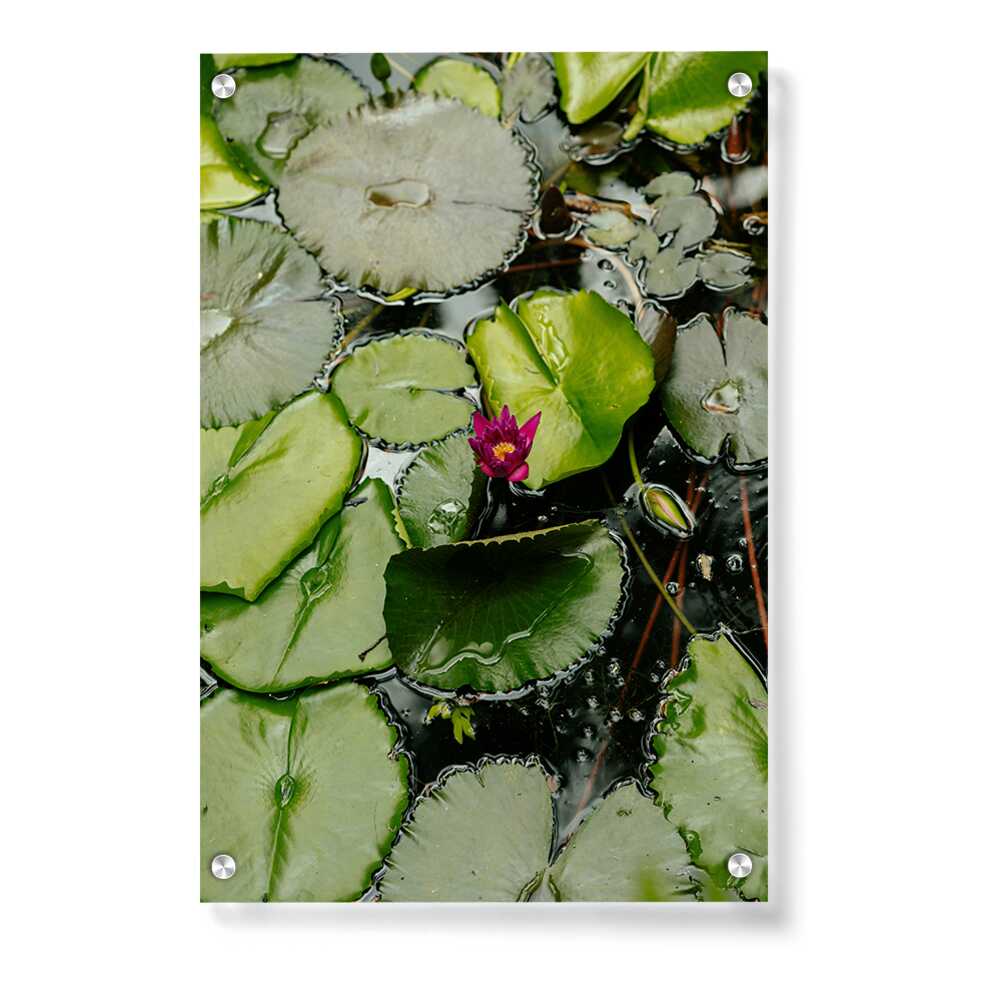 Artist5 - Art - A Pink Flower Is In The Middle - Acrylic Wall Photo