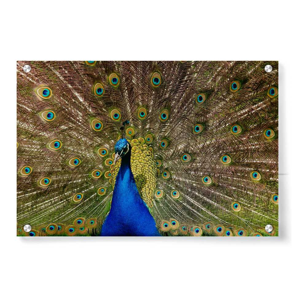 Artist5 - Art - Peacock With Feathers Open - Acrylic Wall Photo