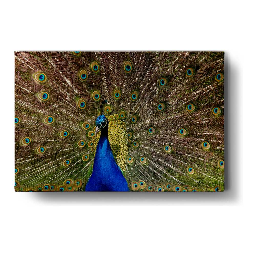 Artist5 - Art - Peacock With Feathers Open - Wall Canvas