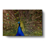 Artist5 - Art - Peacock With Feathers Open - Wall Canvas