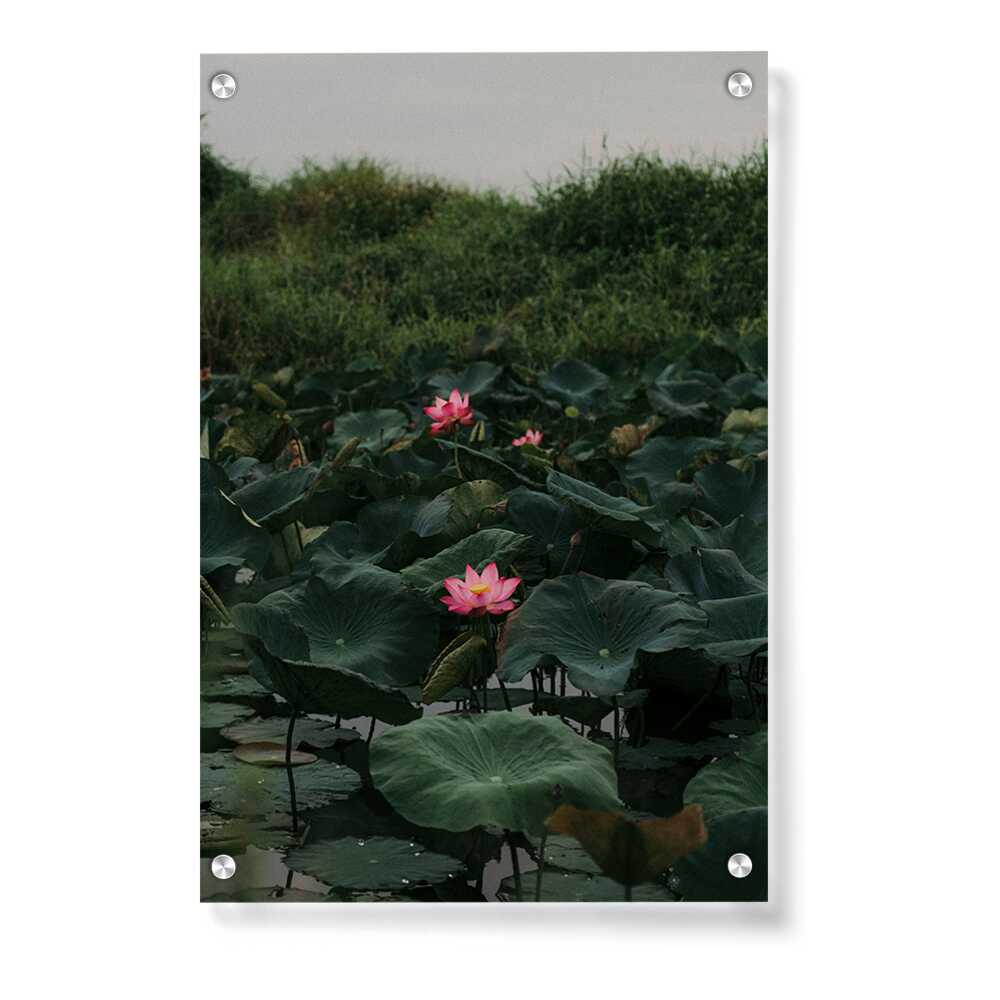 Artist5 - Art - Lilies In A Pond - Acrylic Wall Photo