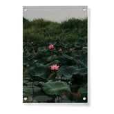Artist5 - Art - Lilies In A Pond - Acrylic Wall Photo