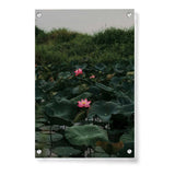 Artist5 - Art - Lilies In A Pond - Acrylic Wall Photo