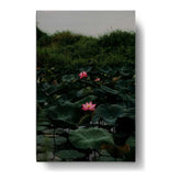 Artist5 - Art - Lilies In A Pond - Wall Canvas