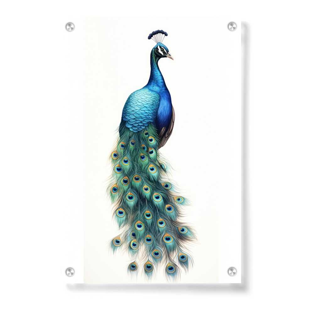 Artist5 - Art - Peacock With Feathers - Acrylic Wall Photo