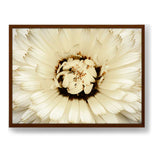 White Flower With Brown Spots - Framed Canvas