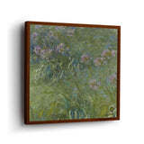 Agapanthus - Framed Canvas