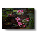 Lotus Flowers - Wall Canvas