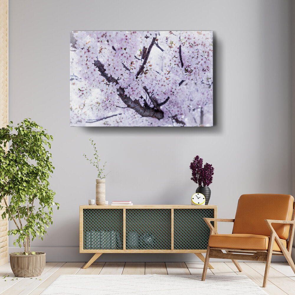 Cherry Blossom Trees
