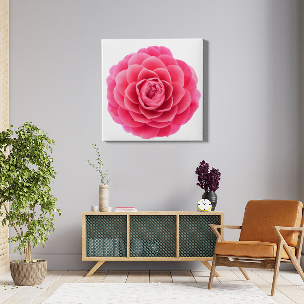 Pink Camellia Flower