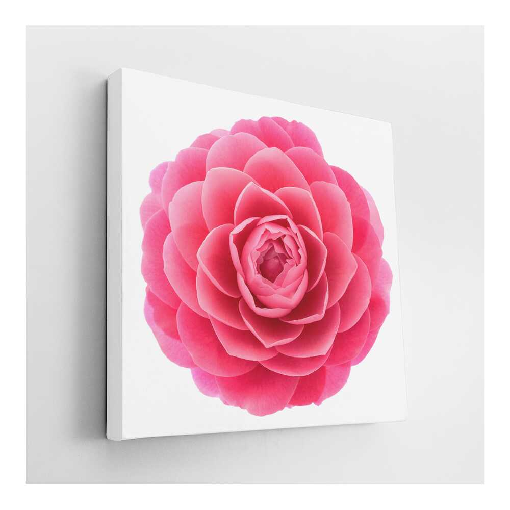 Picasoul - Picasoul Curated - Pink Camellia Flower - Wall Decor